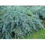 Можжевельник средний Juniperus media "Pfitzeriana Glauca"